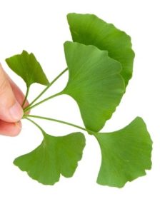 14093371 - ginkgo leaf
