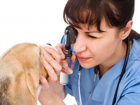 25373685 - female professional vet doctor examining pet dog eyes