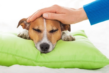 46576723 - owner petting his dog, while he is sleeping or resting , feeling sick and ill with temperature, eyes closed