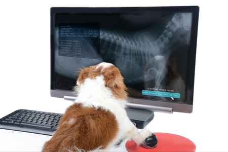 32752889 - chihuahua dog is checking health status that shown on computer display.