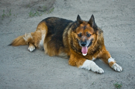 16321053 - old sick dog with bandaged paw