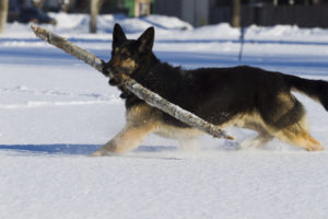 54774700 - alsatian dog on snow background winter day, sunlight