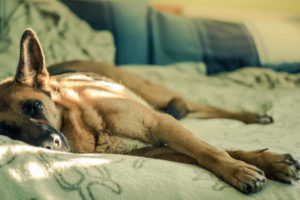 57344171 - dog sleep on bed with sun light from window, german shepherd dog