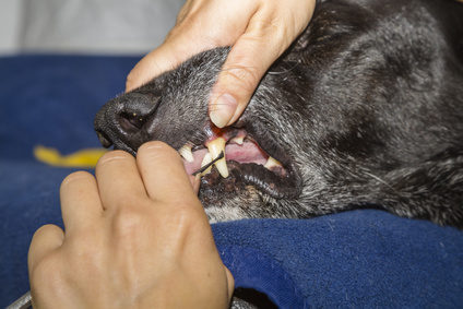 Schwarzen Hund wird Zahnstein entfernt