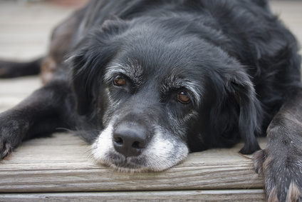 Alter Hund mit grauer Schnauze