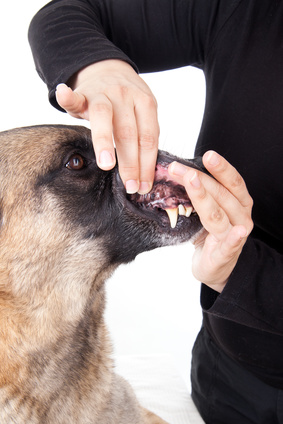 Zahnfleisch-, Gebisskontrolle beim Hund