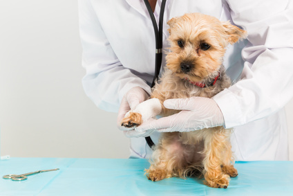 Tierarzt legt bei Hund einen Verband an
