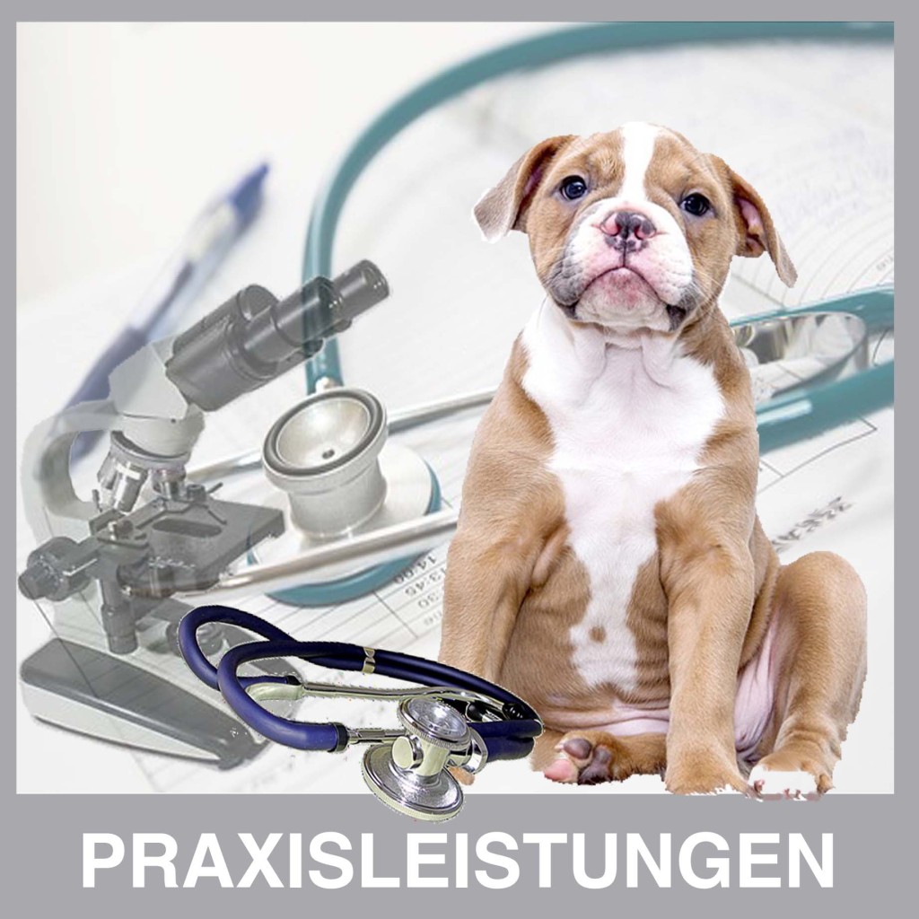 NATURHEILPRAXIS für HUNDE Tierheilpraktiker, Hundeseminare