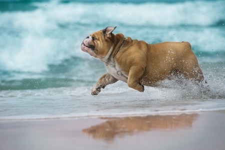 10713100 - happy dog bulldog running at the sea
