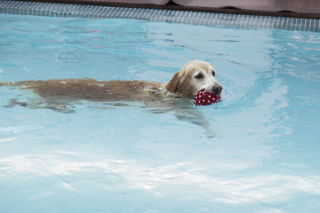 40921295 - golden retriever swimming in pool with red ball