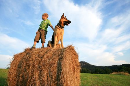 4505407 - little boy playing with the dog (alsatian) on the meadow - summer in the country during summer holidays.