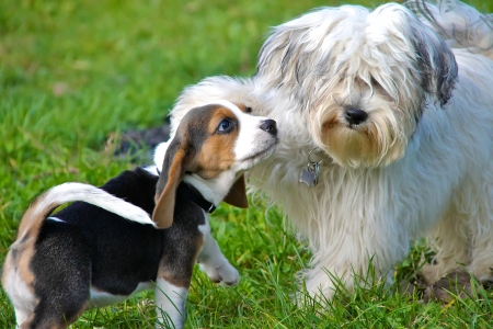 20690399 - a havanese and a beagle puppy playing in the wild on a green meadow