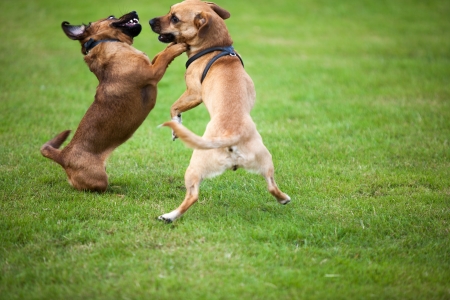21550903 - two dogs are fighting together for fun