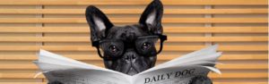 Französische Bulldogge mit Brille und Zeitung
