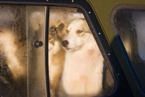 2467497 - hunting dogs looking through a misted car window