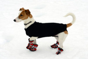 25098199 - cute little terrier wearing snow shoes on all four paws for protection and a warm coat against the cold winter weather standing on fresh snow looking alertly off to the right