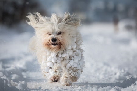 36441924 - a small white havanese with lots of snow in fur ball.