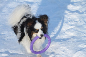 40884924 - dog of breed a spitz with a violet ring in teeth on snow in the winter