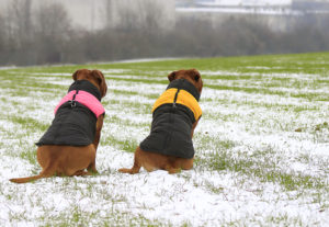 50993444 - dogue de bordeaux in the vest. playing in the snow
