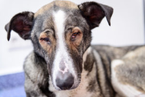 53906751 - sick homeless dog with eye disease in a veterinary clinic