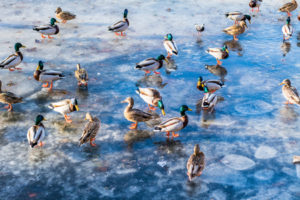 54223315 - wild ducks on the lake ice in the spring in city park.
