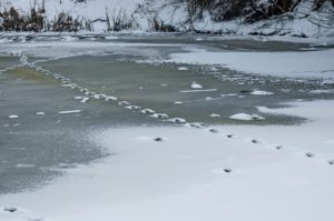 54799871 - track from animal in frozen pond at park in winter, sofia, bulgaria
