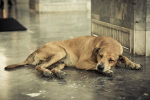 26005927 - homeless and sick dog