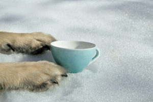 55137838 - an empty bowl placed between the dog"s paws laid on the snow, concept of hunger